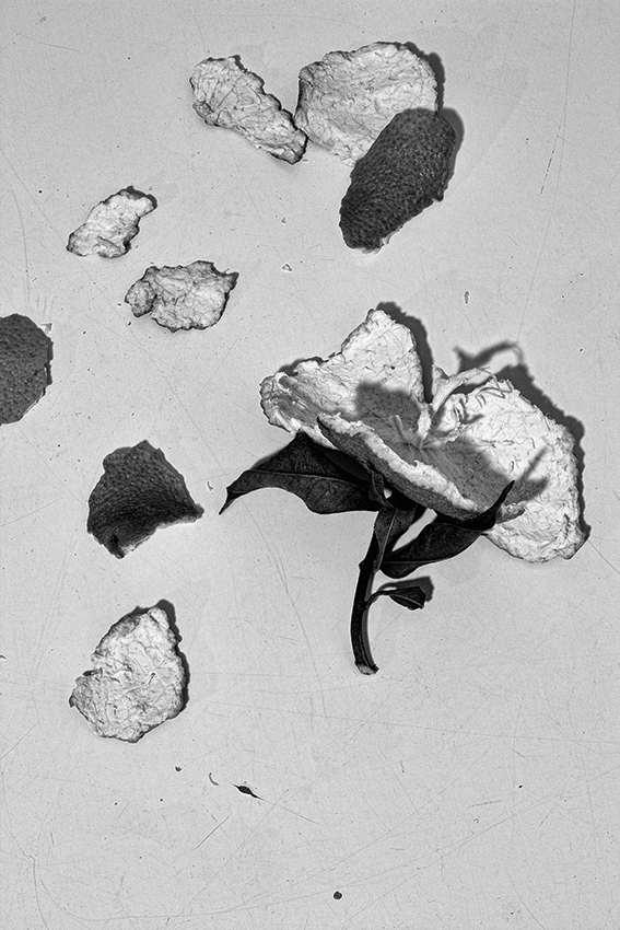 Случайный цветок. 2008г.