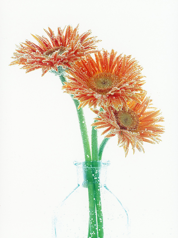 2002г. Слайд VELVIA