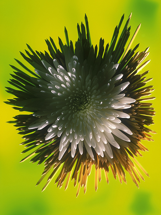 2002. Слайд Velvia