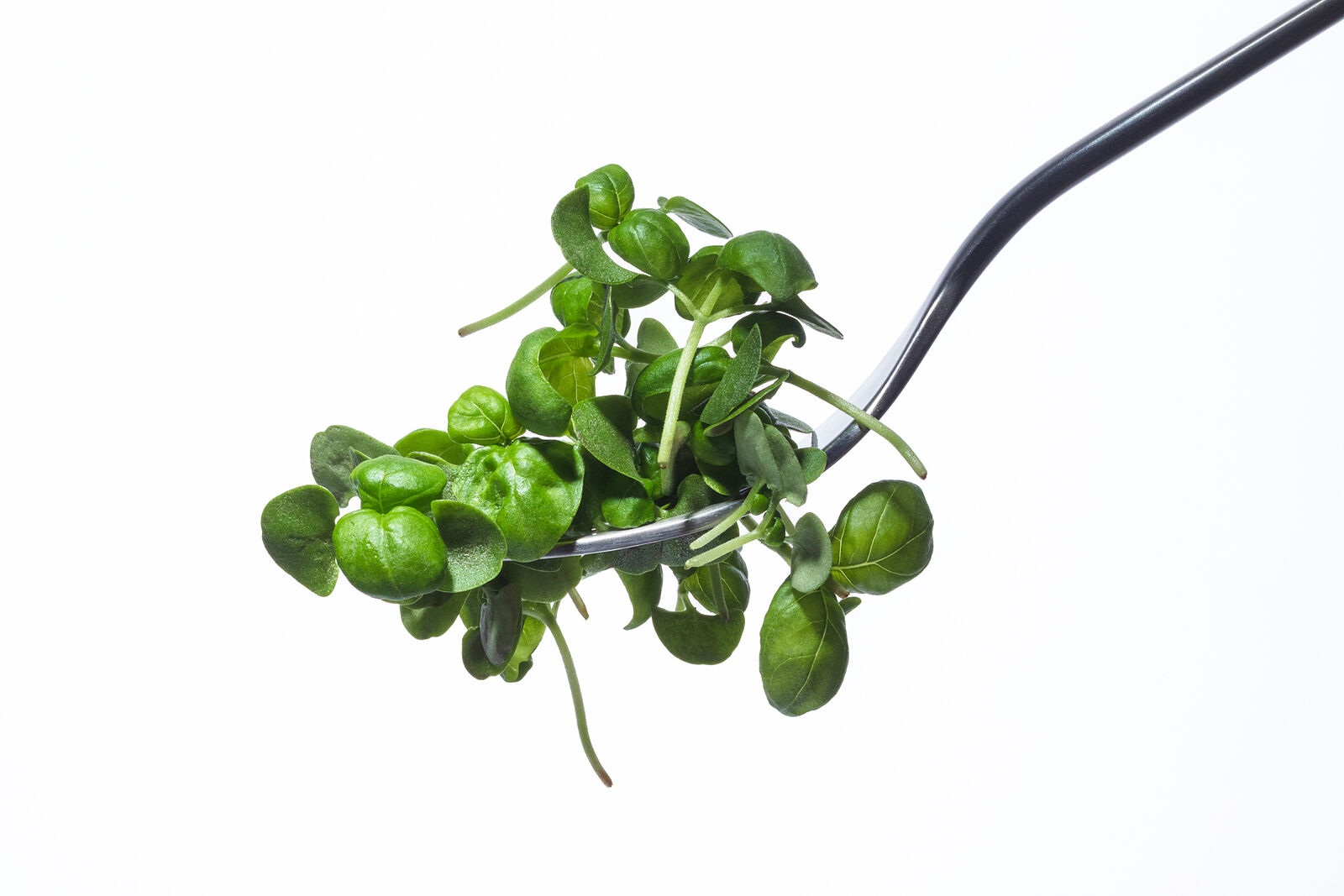 Young broccoli sprouts, sunflower sprouts, basil sprouts on a fork on a white background. Variety of sprouts vegetables. Healthy food. Shallow depth of field.