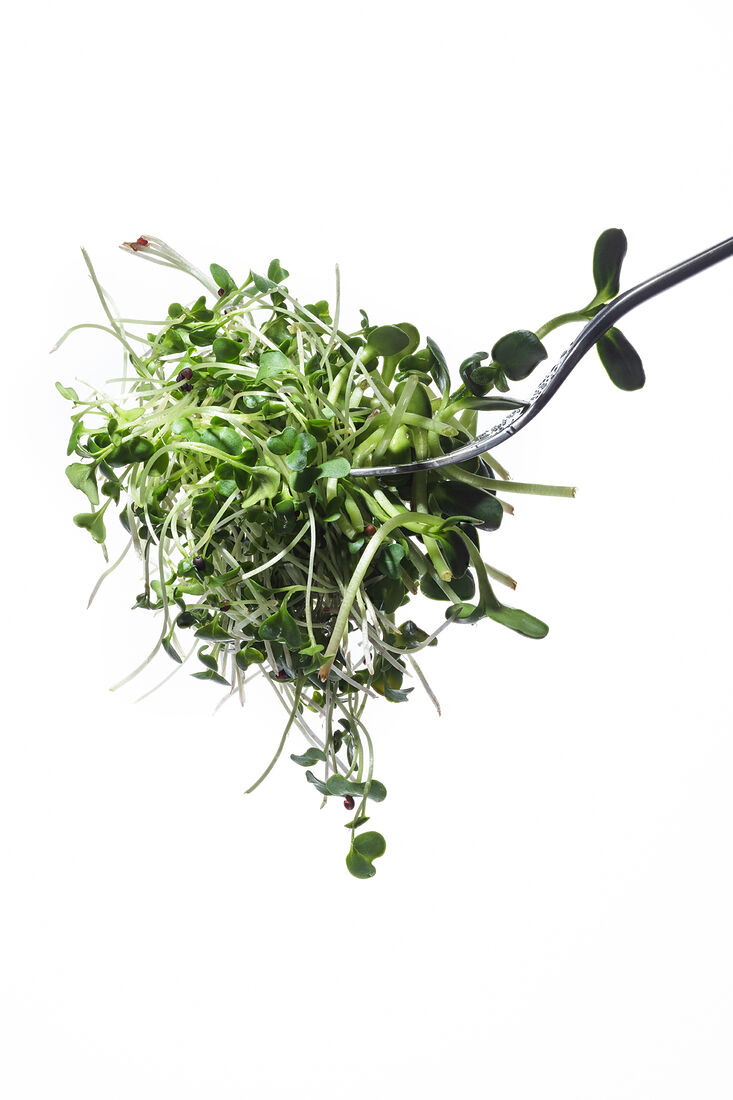 Young broccoli sprouts, sunflower sprouts, basil sprouts on a fork on a white background. Variety of sprouts vegetables. Healthy food. Shallow depth of field.